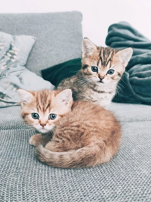 BKH Kitten suchen neues Zuhause