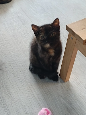 Katzen siam mix