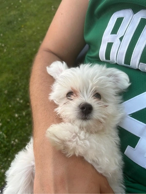 Biewer Yorkshire Terrier Zwergspitz Mix