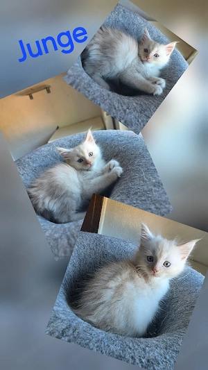 Maine Coon Kitten 