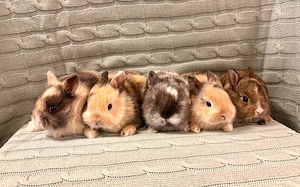 Zwergkaninchen Babys Farbenzwerge 