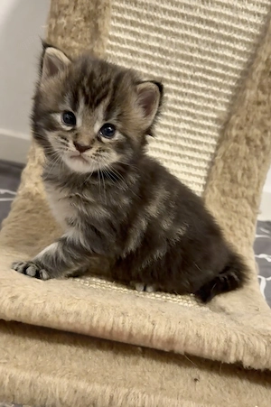 Zauberhafte Maine Coon Babys 