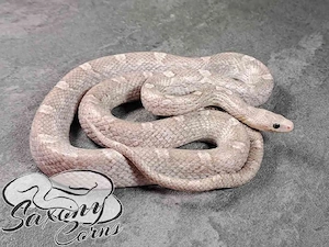 Kornnatter 0.1 Hypo Pewter het Lavender