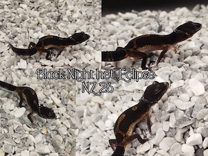 Black Night het. Eclipse 