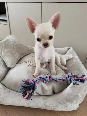    Liebevolle Chihuahua-Welpen warten auf ihre passende Familie   