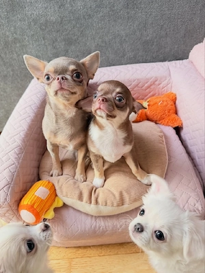    Chihuahua-Welpen   liebevolle Aufzucht und verantwortungsvolle Vermittlung Writing Unsere kleinen