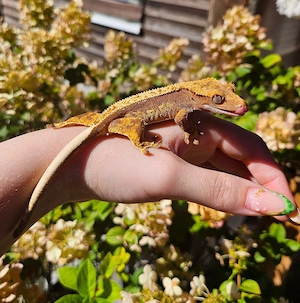 Kronengecko Correlophus Ciliatus Nachzucht 