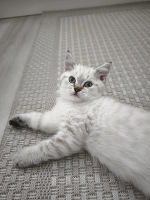 BKH Point Kitte