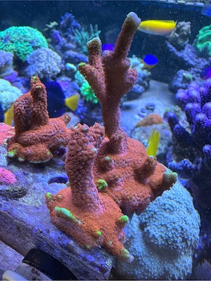 Montipora Digitata Bubblegum, Koralle, Meerwasser 