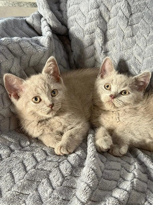 Reinrassige BKH-Mama mit 2 Kitten abzugeben