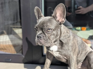 Liebevolle Französische Bulldogge abzugeben