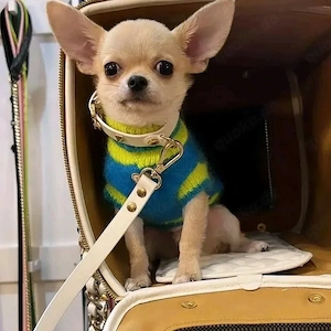    Süße Chihuahua-Welpen   bereit für eine liebevolle Familie