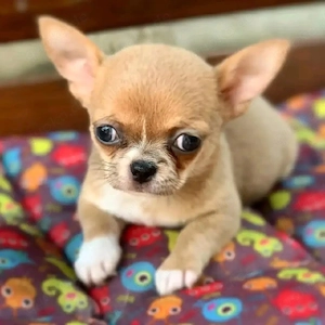 Chihuahua-Welpen suchen ein liebevolles Für-immer-