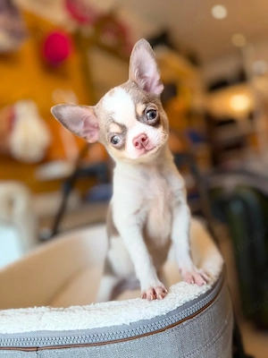     Chihuahua-Welpen in 