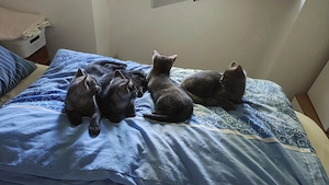Babykatzen 8Wochen