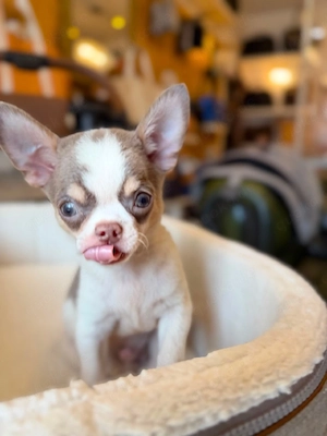   Chihuahua-Welpen suchen ein Zuhause voller Liebe