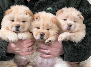 Chow chow welpen