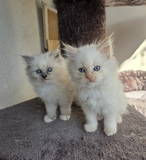 2 Perser Kinder suchen noch Kuschelpersonal 