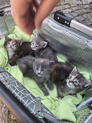 Hübsche Maine Coon- Kitten in liebevolle Hände zu geben