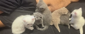 BKH Kitten 