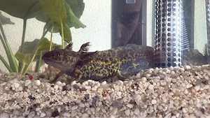 axolotl abgabe bereit 