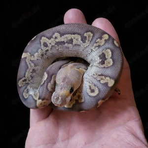 Königspython GHI Clown Mojave ph ghost 0.1