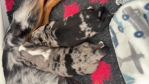 Toy Australian Shepherds