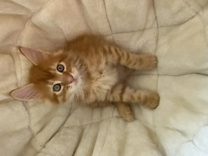 Maine-Coon-Kitten suchen liebevolles Zuhause