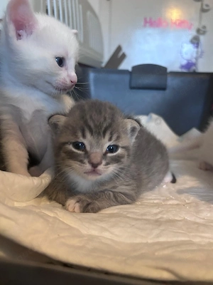 BKH Sphinx  Mix