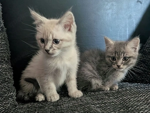 2 Ragdoll BKH Kater