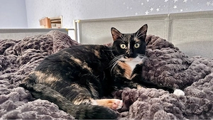 Wunderschöne Glückskatze Bella sucht ihr Traumzuhause!