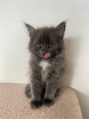 Zauberhafte Maine Coon Kitten