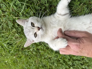 Kitten , Katzenbabys
