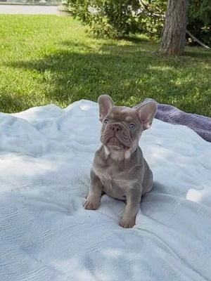 Süße Französische Bulldogge Welpen 