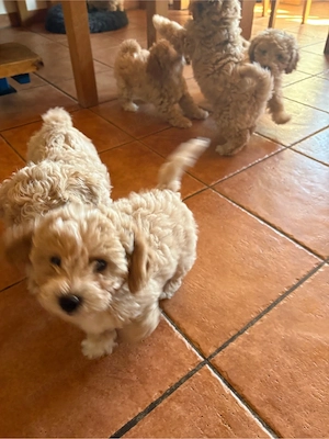 Hunde  Welpen  Maltipoo  