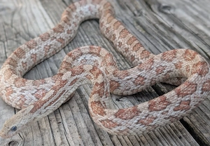 scaleless shatter kornnattern zuchter