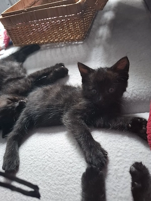 katzenbabys