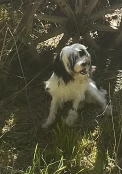 Süße Chinesische Schopfhund Welpen (Chinese Crested) sucht ihr Traumzuhause