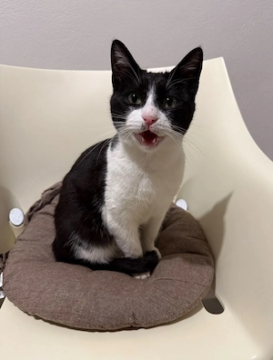 vermisste Katze Milli - bitte um Hinweis