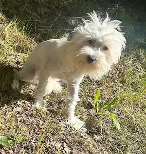Süßer Chinesische Schopfhund (Chinese Crested) sucht sein Traumzuhause