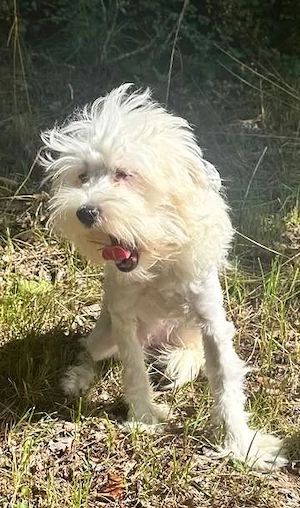 Süße Chinesische Schopfhund Welpen (Chinese Crested) sucht ihr Traumzuhause