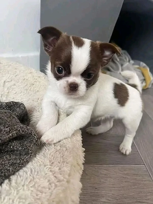 Chihuahua Welpen