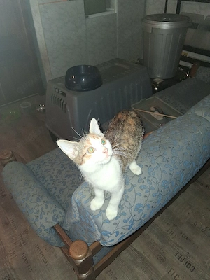 Kleine Katze