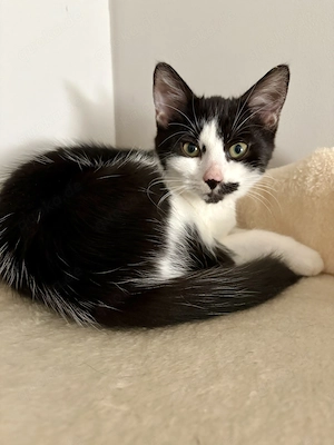   Vier süße Katzenmädchen suchen ein liebevolles Zuhause 