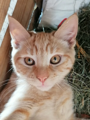 Maine Coon Mix Kitten 