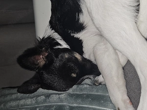 Kleine Hunde Welpen 