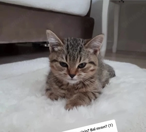BKH Kater sehr liebevoll 