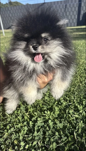 Zwergspitz Pomeranian Welpen