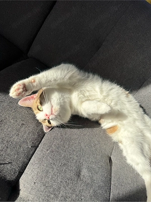    Zwei liebe Katzendamen suchen gemeinsam ein neues Zuhause   