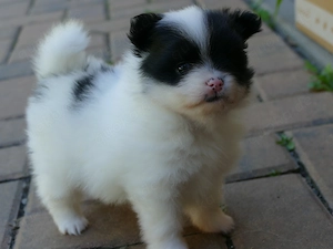 Zuckersüsse Zwergspitz Pomeranian Babys - Keine Minis